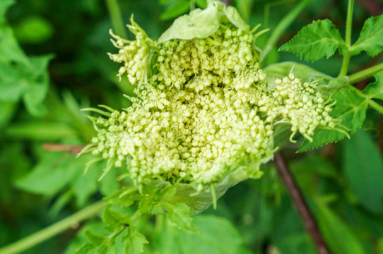 花椰菜