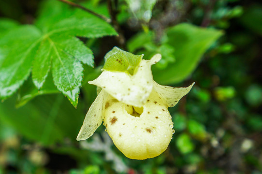 黄花杓兰