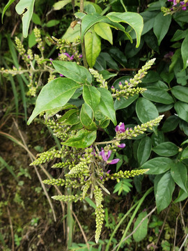 香花鸡血藤