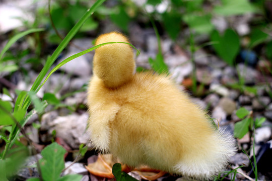 觅食的小黄鸭