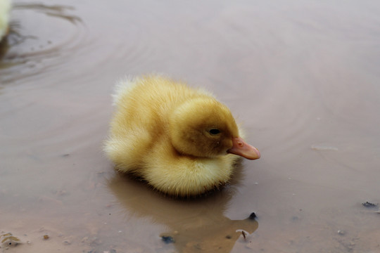 玩水的小鸭子