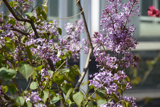 丁香花