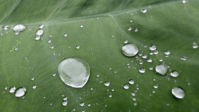 绿叶水珠绿叶雨滴横幅图片