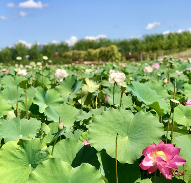 满池荷叶几枝花