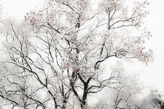 中国科学技术大学雪景