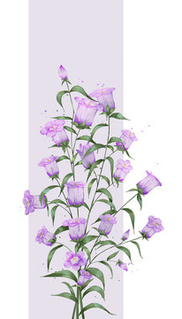 風(fēng)鈴草古風(fēng)插畫