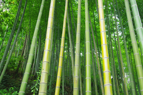 绿竹楠竹竹子竹林植物