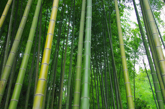 竹子竹林绿竹楠植物