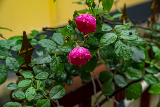 月季花鲜花花朵