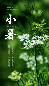 小暑花卉海报