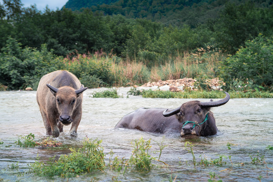 溪水里的水牛