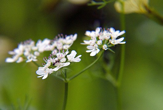 香菜花