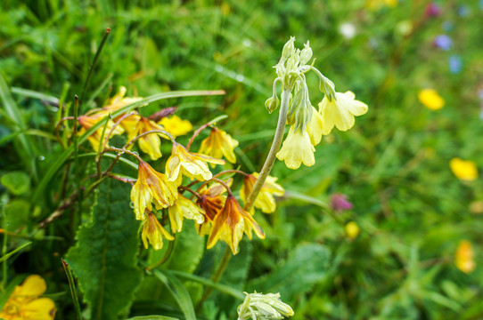 西藏洼瓣花