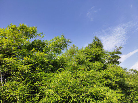 竹子背景