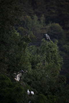 树梢上站位的鹭鸟