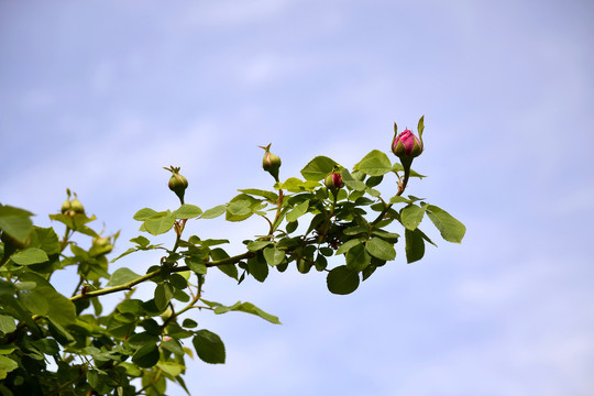 月季花蕾