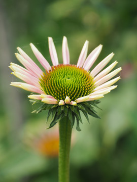 松果菊