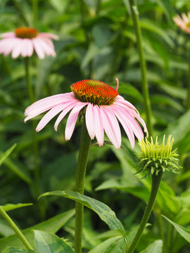 松果菊