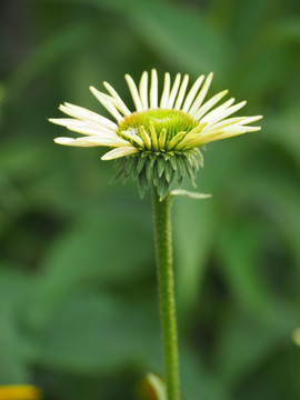 松果菊