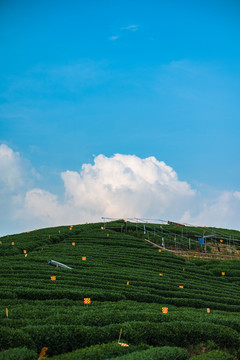 龙井茶园