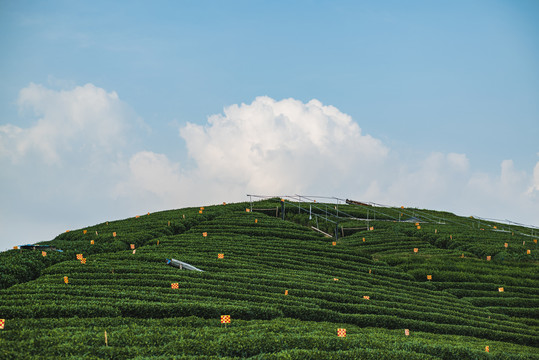 夏天的龙井茶园