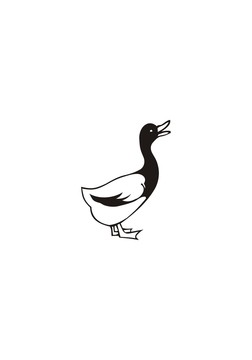 鴨子