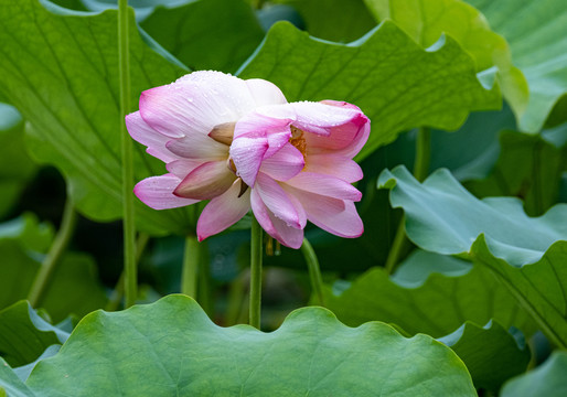 花开并蒂