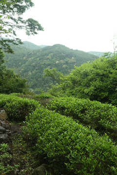 茶叶拍摄武夷岩茶大红袍