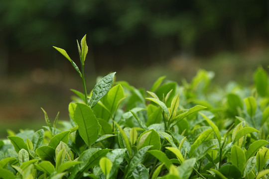 武夷岩茶大红袍茶叶摄影