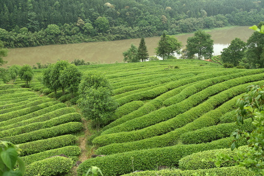 武夷岩茶大红袍茶叶摄影