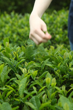 武夷岩茶大红袍茶叶摄影