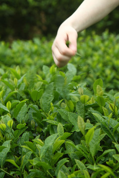 武夷岩茶大红袍茶叶摄影