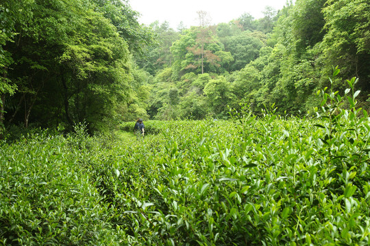 武夷山岩茶摄影茶叶