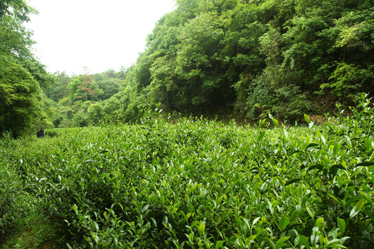 武夷山岩茶摄影茶叶