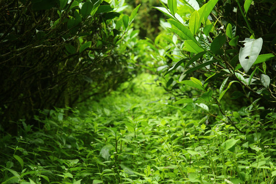 武夷山巖茶攝影茶葉