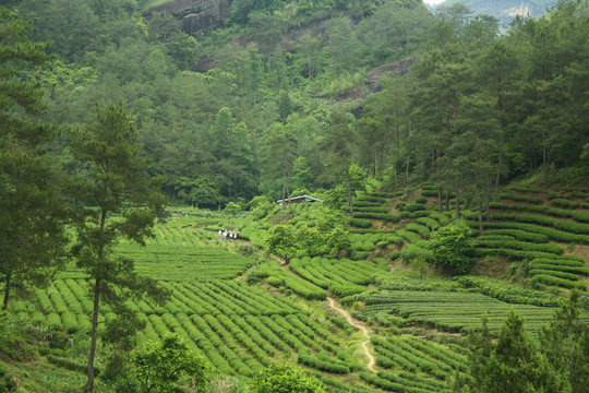 武夷山岩茶摄影茶叶