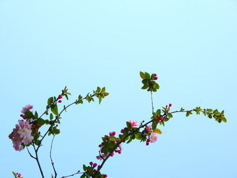 美丽海棠花开