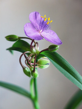 兰花草竖幅