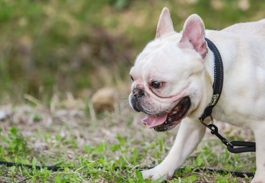 法兰西斗牛犬