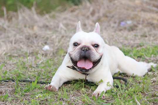 法兰西斗牛犬