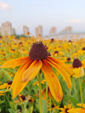 黑心金光菊