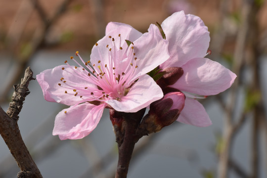 桃花