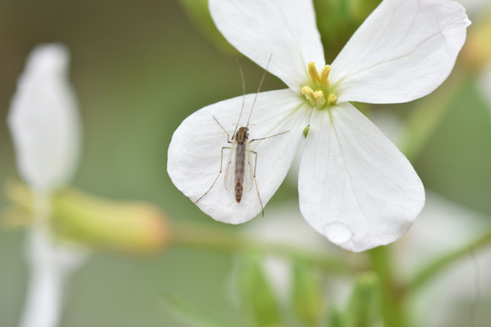 昆虫与花