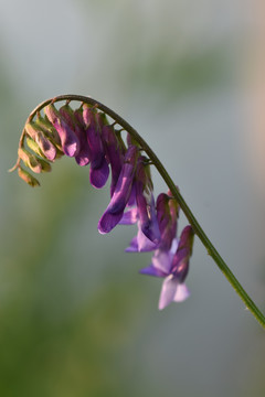 野豌豆花