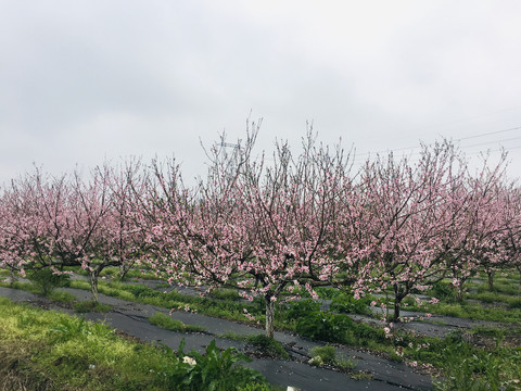 桃花