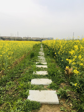 油菜花田埂