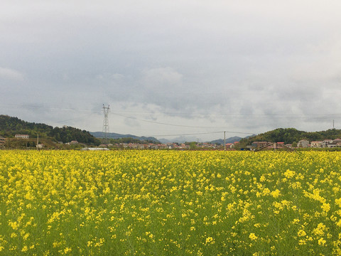 油菜花