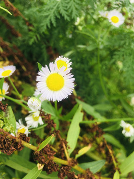 小野菊