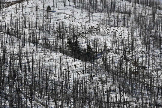 雪山森林