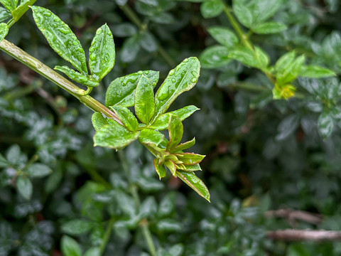 绿色植物嫩芽特写